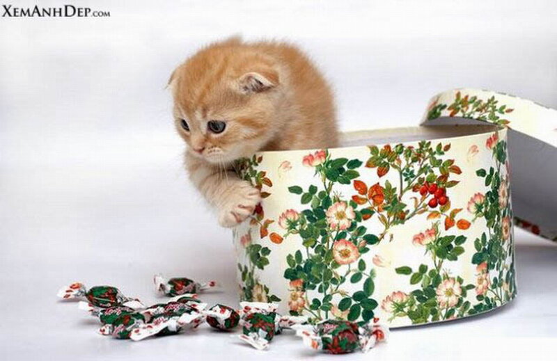 Orange Kitten in Box — White