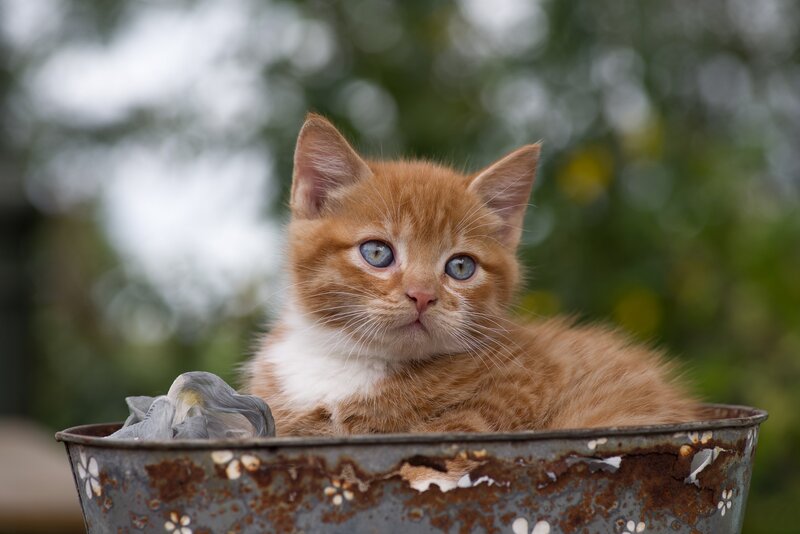 Orange Kitten in Bucket — Calm