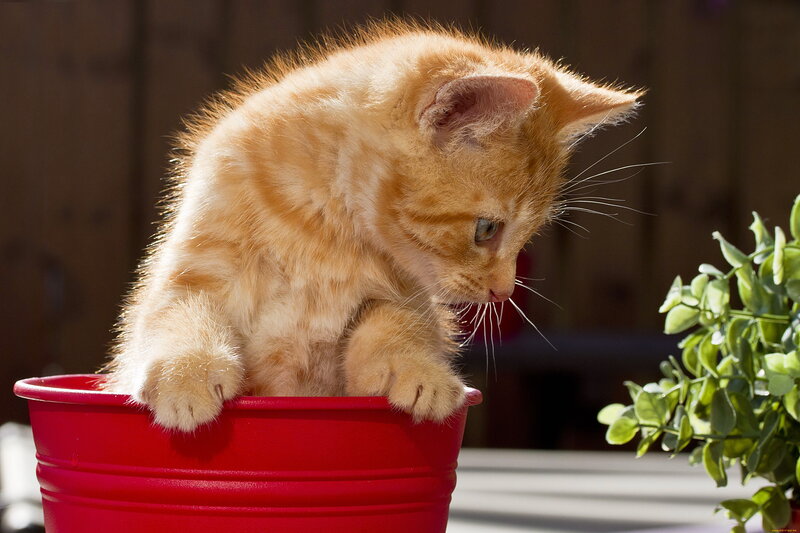 Orange Kitten in Bucket