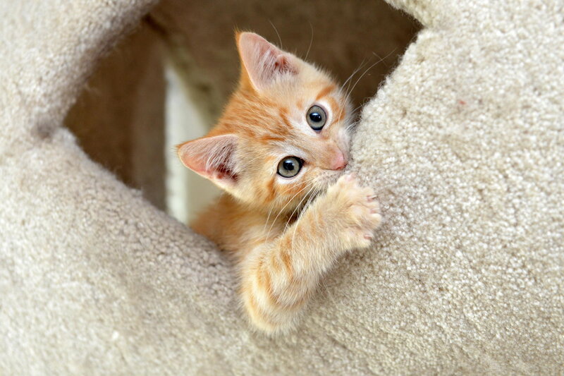 Orange Kitten in Cat House