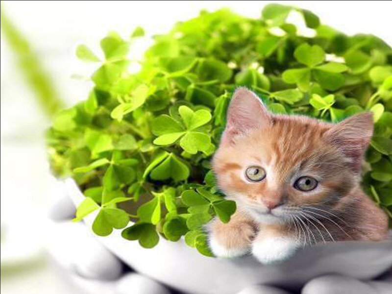 Orange Kitten in Clover — Green, Calm, Photograph, Bowl, Paws