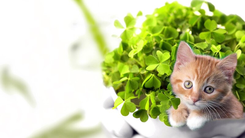 Orange Kitten in Clover — Green, Calm, Photograph, Paws, Eyes