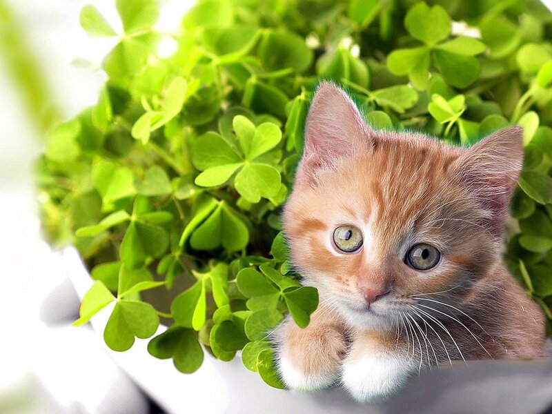 Orange Kitten in Clover — Green, Calm, Photograph, Paws