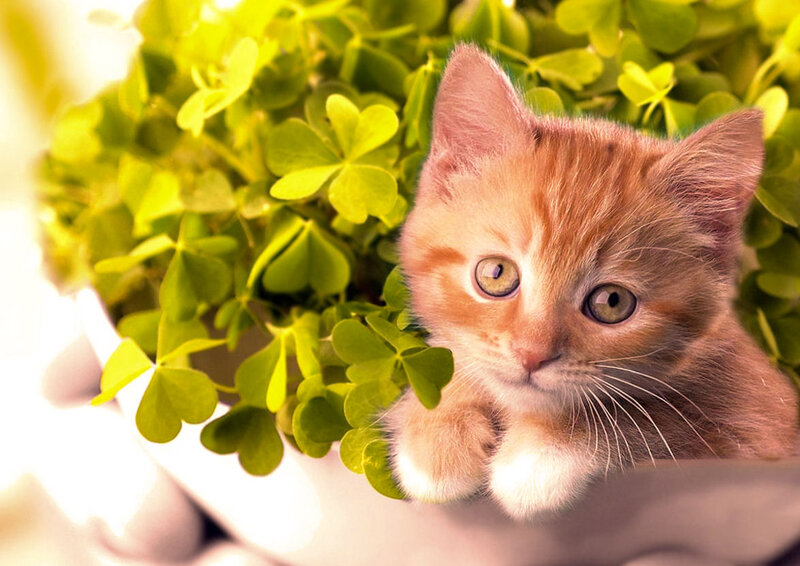 Orange Kitten in Clover — Green, Calm