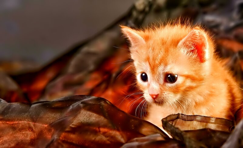 Orange Kitten in Fabric