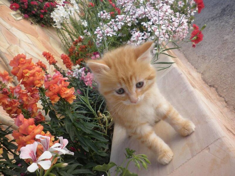 Orange Kitten in Flowers — Calm, Afternoon, Photograph, Pavement