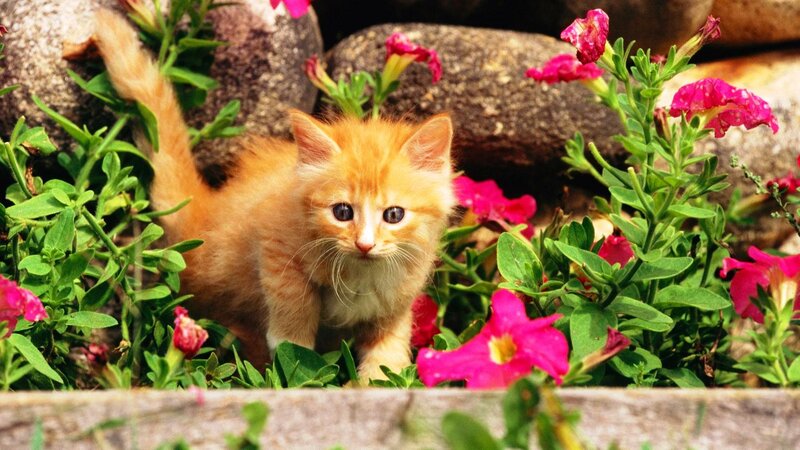 Orange Kitten in Flowers — Calm, Afternoon, Photograph, Plants