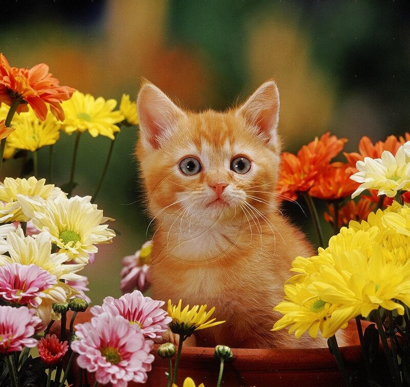 Orange Kitten in Flowers — Calm, Afternoon, Photograph, Pot