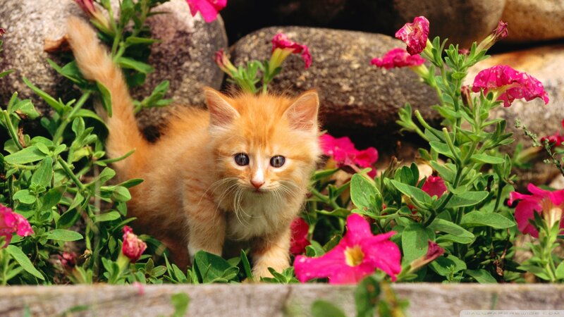 Orange Kitten in Flowers — Calm, Afternoon, Photograph, Rocks