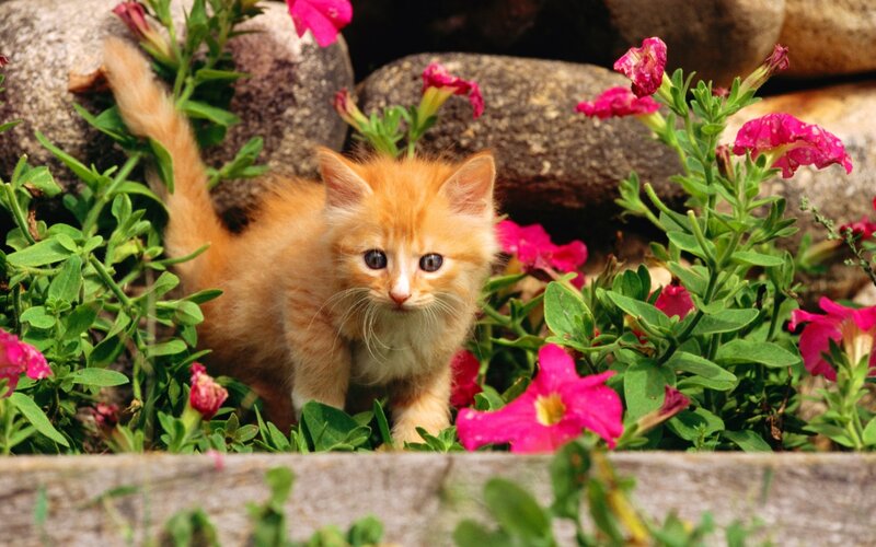 Orange Kitten in Flowers — Calm, Afternoon