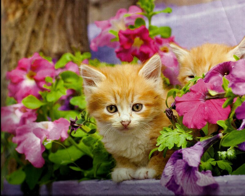 Orange Kitten in Flowers — Calm, Spring, Photograph, Green Leaves