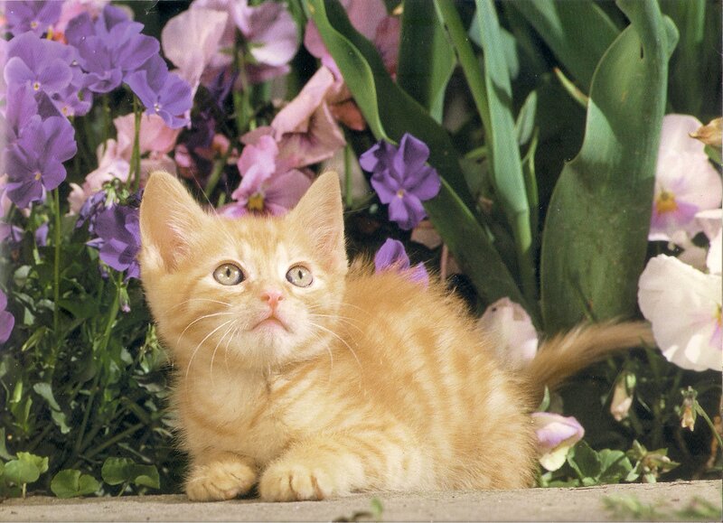 Orange Kitten in Flowers — Calm, Spring