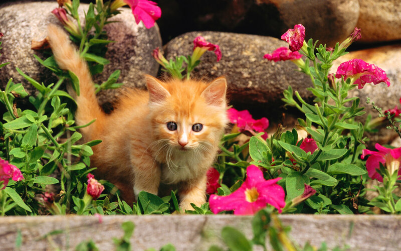 Orange Kitten in Flowers — Calm