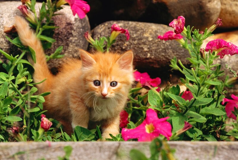 Orange Kitten in Flowers — Curious