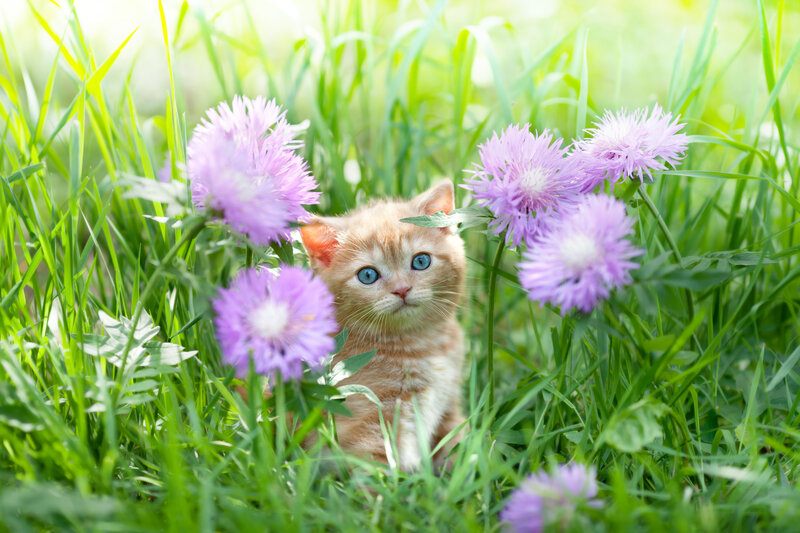 Orange Kitten in Flowers — Green