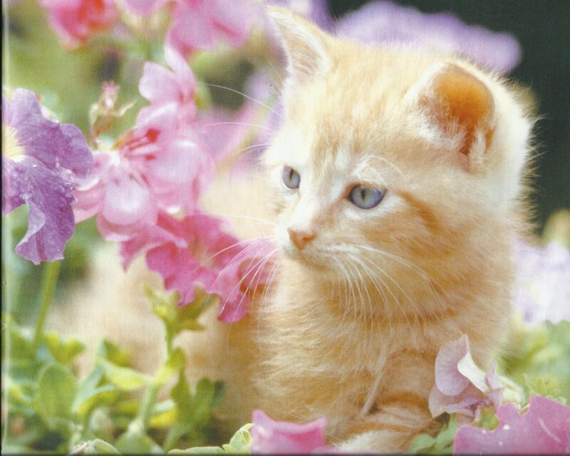 Orange Kitten in Flowers — Pink, Calm, Spring