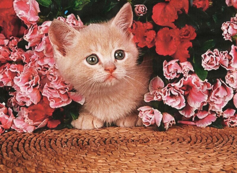 Orange Kitten in Flowers — Pink, Calm