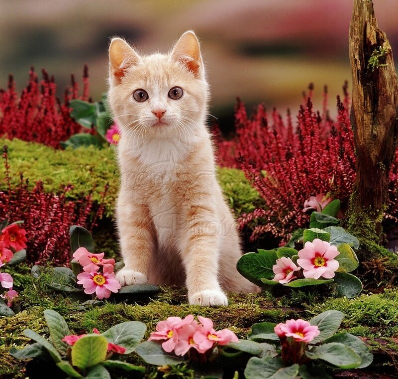 Orange Kitten in Flowers — Pink, Serene