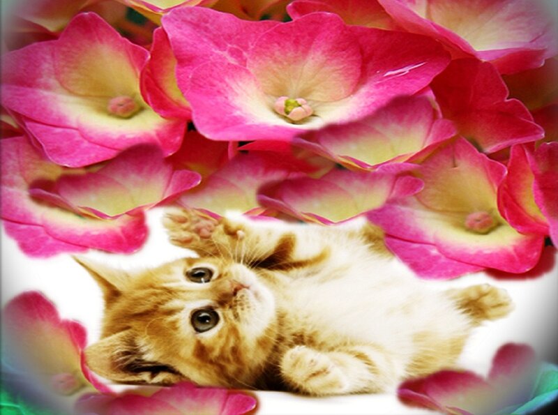 Orange Kitten in Flowers — Pink