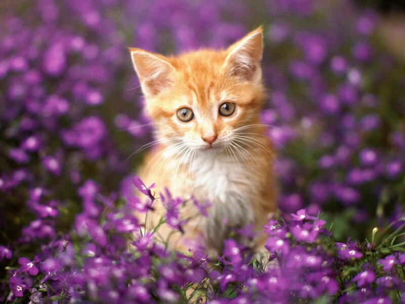 Orange Kitten in Flowers — Purple, Calm, Afternoon