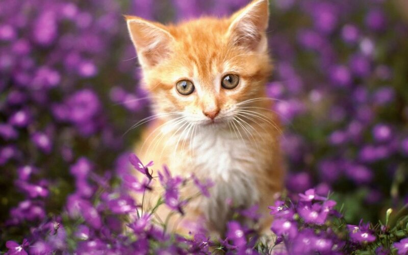 Orange Kitten in Flowers — Purple, Calm, Spring, Photograph