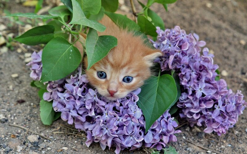 Orange Kitten in Flowers — Purple, Calm, Spring