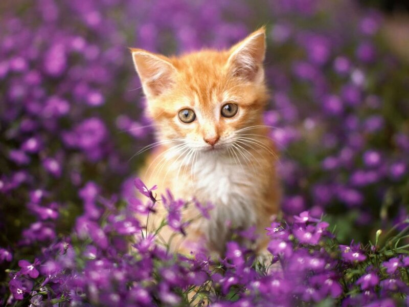 Orange Kitten in Flowers — Purple, Calm