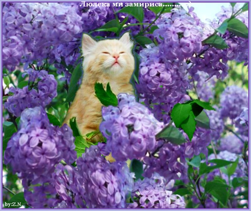 Orange Kitten in Flowers — Purple, Peaceful