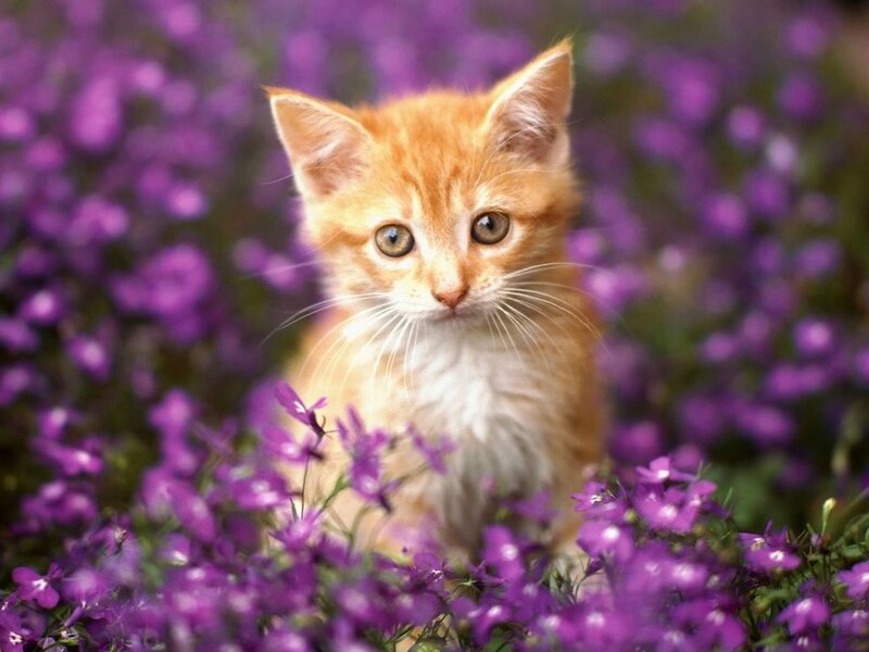 Orange Kitten in Flowers — Purple