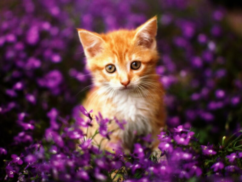Orange Kitten in Flowers — Spring
