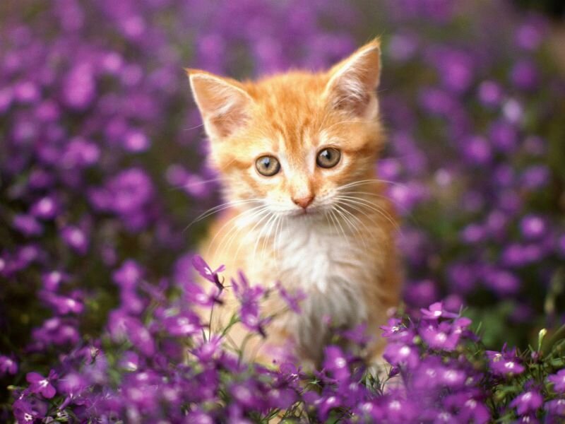 Orange Kitten in Flowers