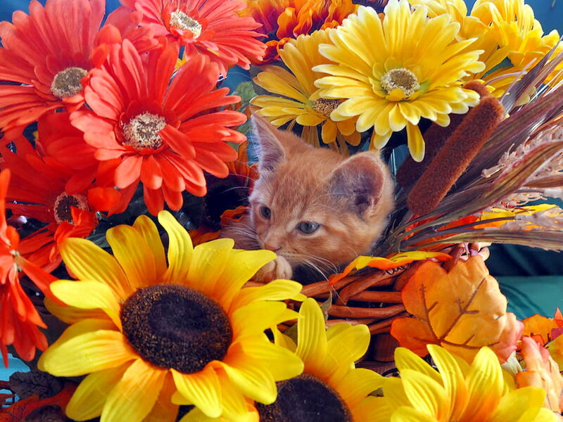 Orange Kitten in Flowers — Yellow