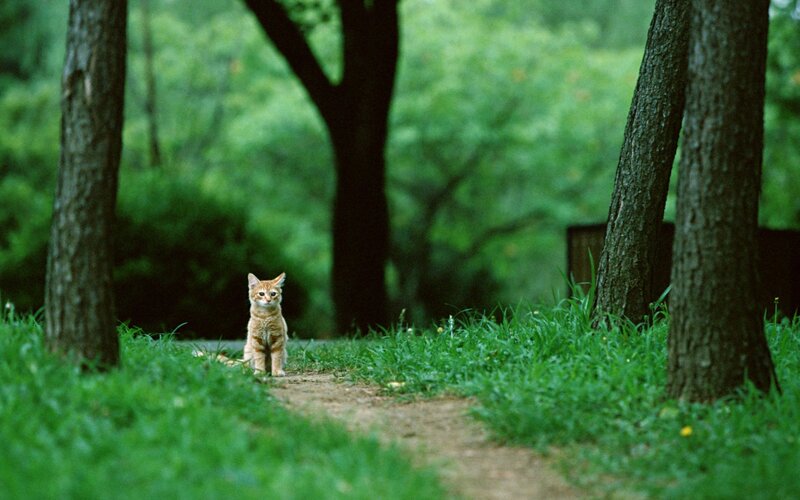 Orange Kitten in Forest — Green, Serene, Afternoon