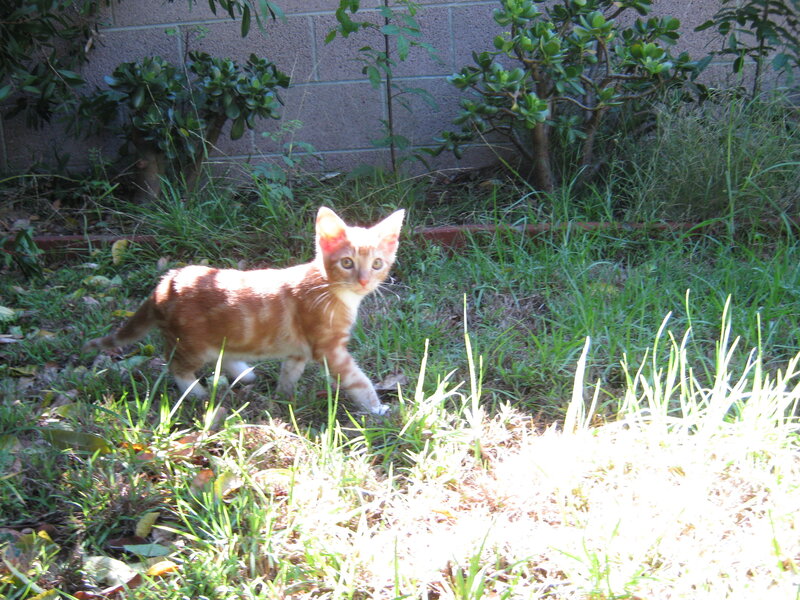 Orange kitten in garden