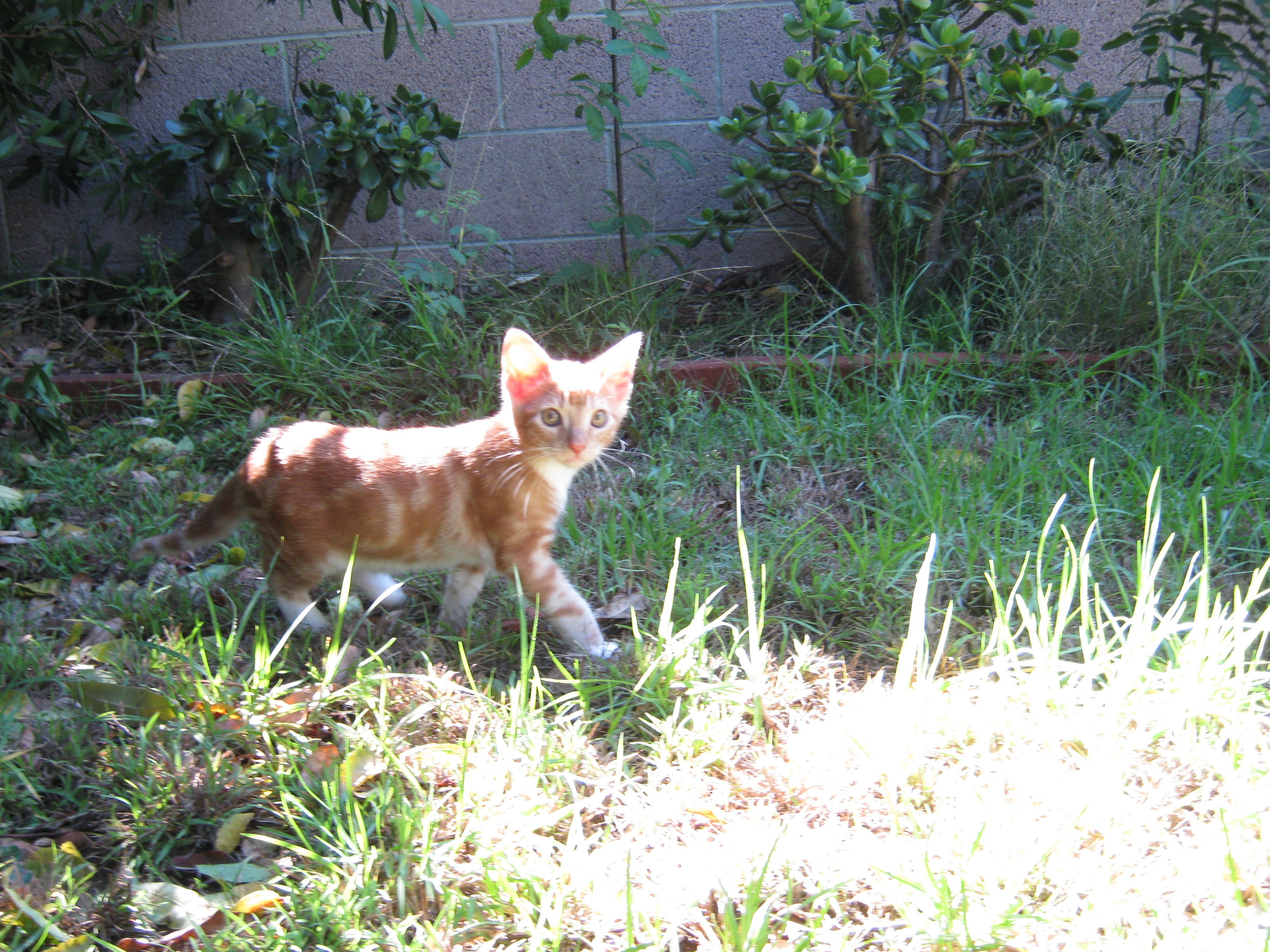 Orange kitten in garden