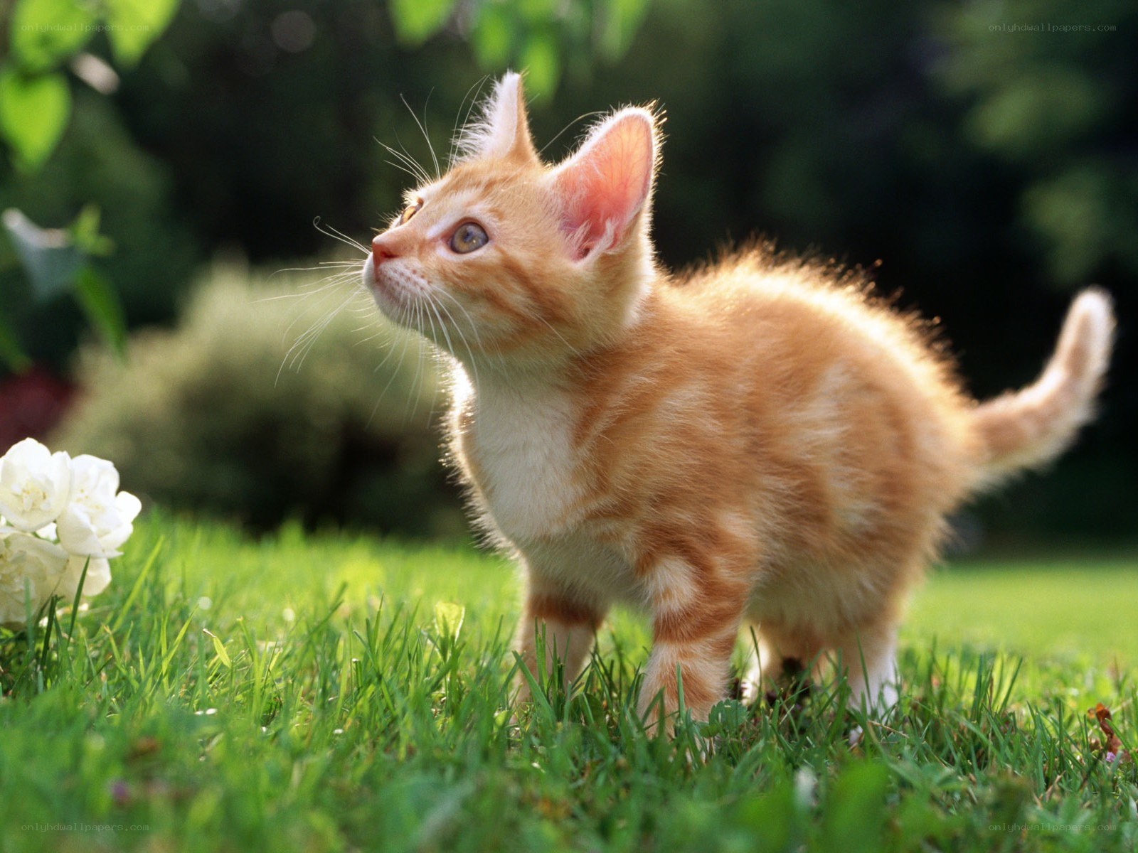 Orange kitten in garden