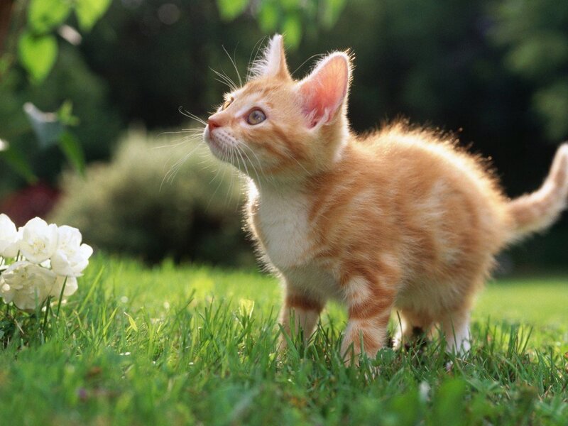 Orange kitten in garden