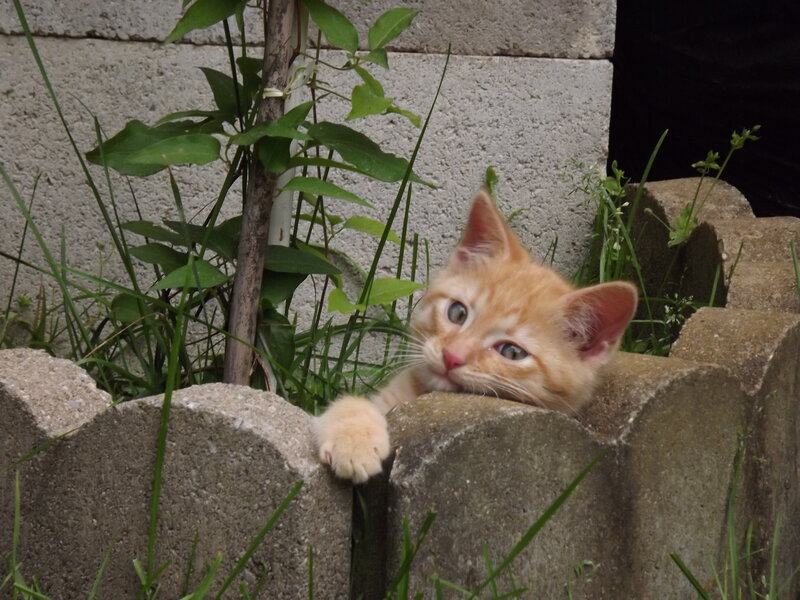 Orange Kitten in Garden — Curious