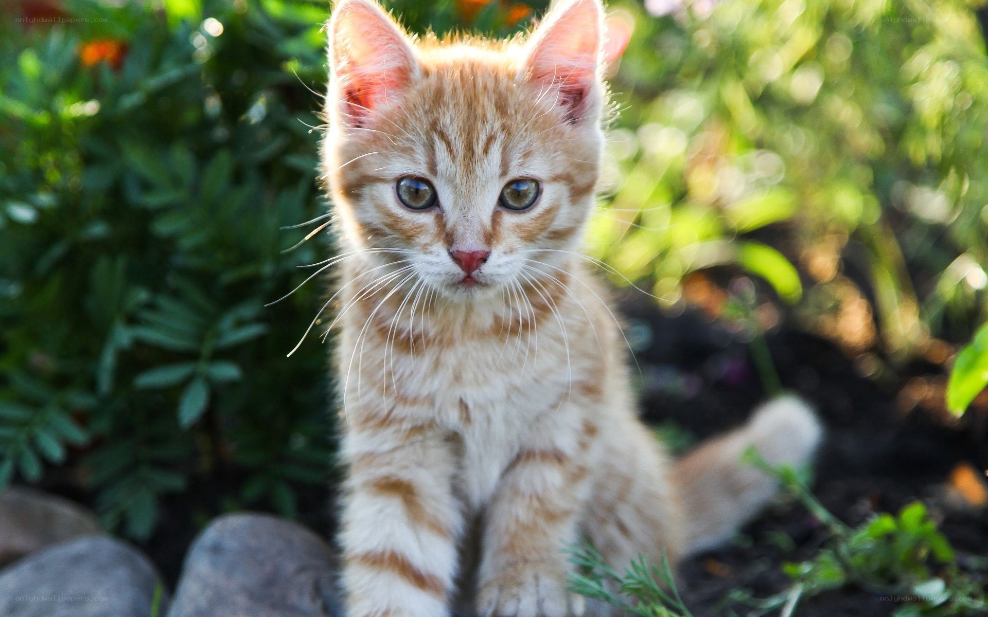Orange kitten in garden