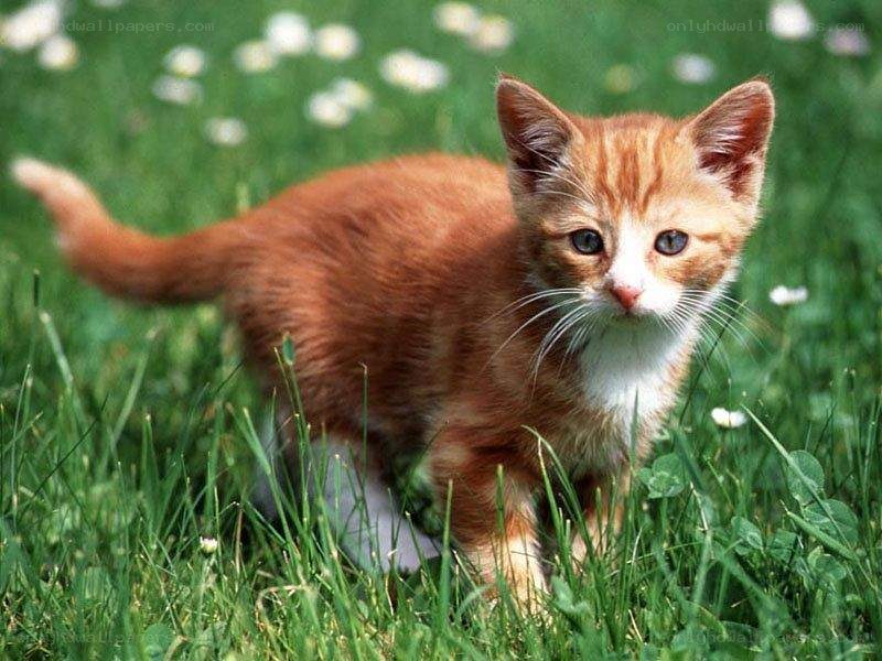 Orange kitten in grass