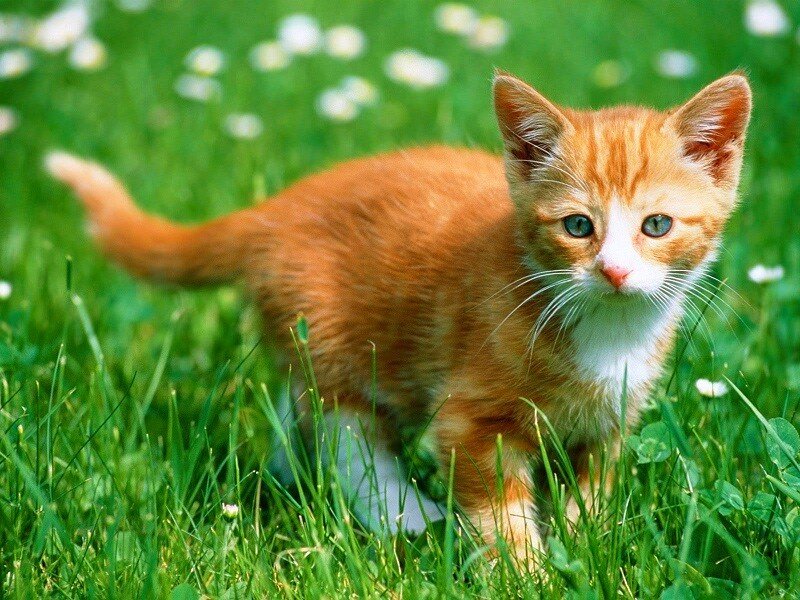 orange kitten in grass