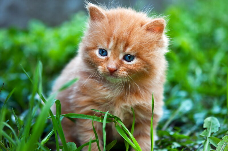 Orange Kitten in Grass — Calm, Afternoon, Photograph, Eyes