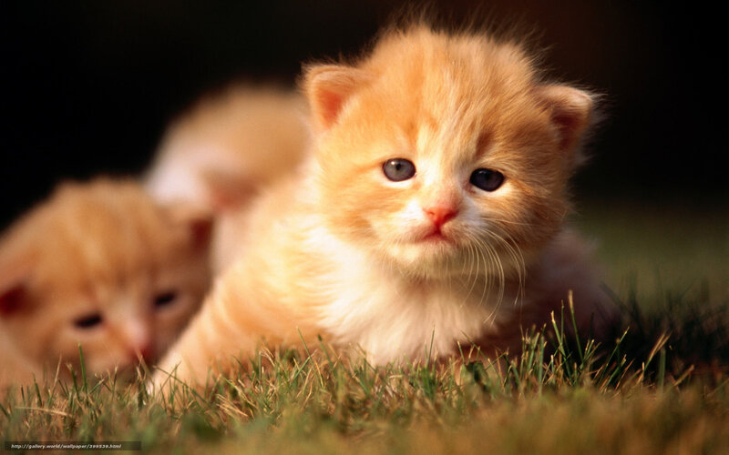 Orange Kitten in Grass — Calm, Afternoon, Photograph, Sunlight