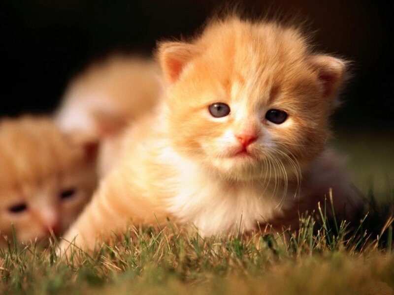 Orange Kitten in Grass — Calm, Afternoon, Photograph