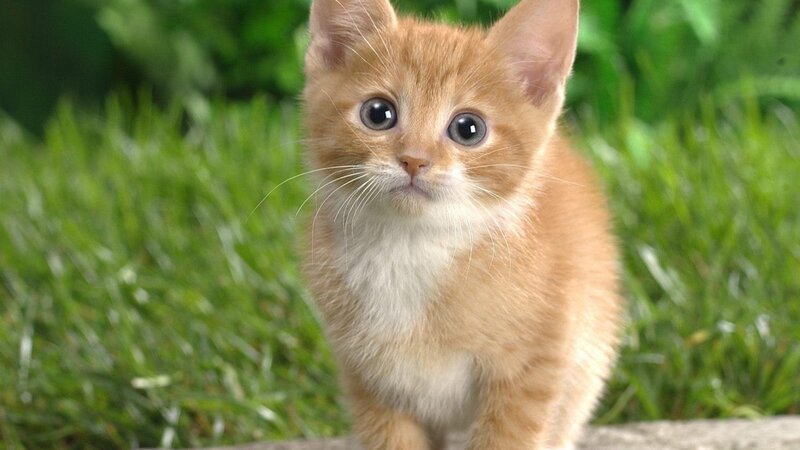 Orange Kitten in Grass — Calm, Afternoon, Photograph, Whiskers, Green