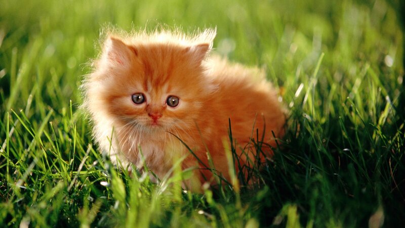 Orange Kitten in Grass — Calm, Afternoon