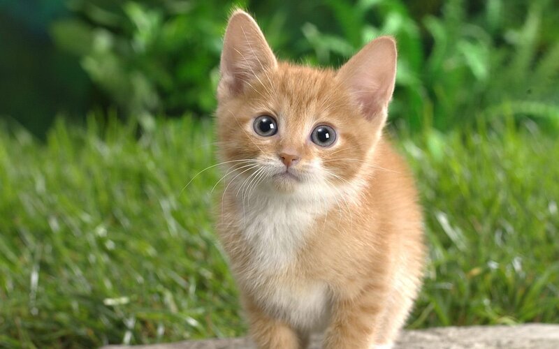 Orange Kitten in Grass — Calm, Photograph