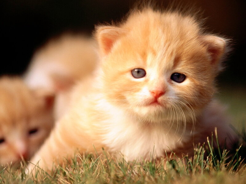 Orange Kitten in Grass — Calm