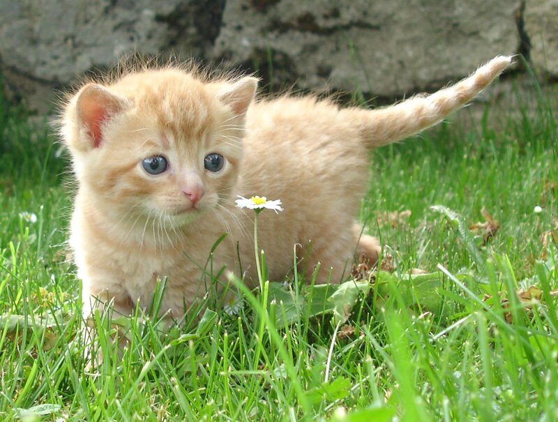 Orange Kitten in Grass — Green, Calm, Afternoon, Photograph, Daisy
