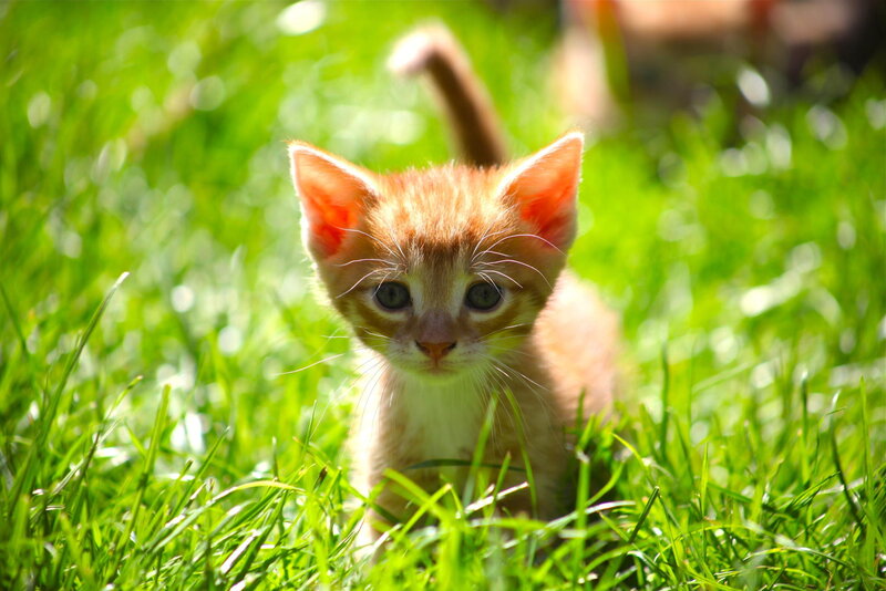 Orange Kitten in Grass — Green, Calm, Afternoon, Photograph, Sunlight